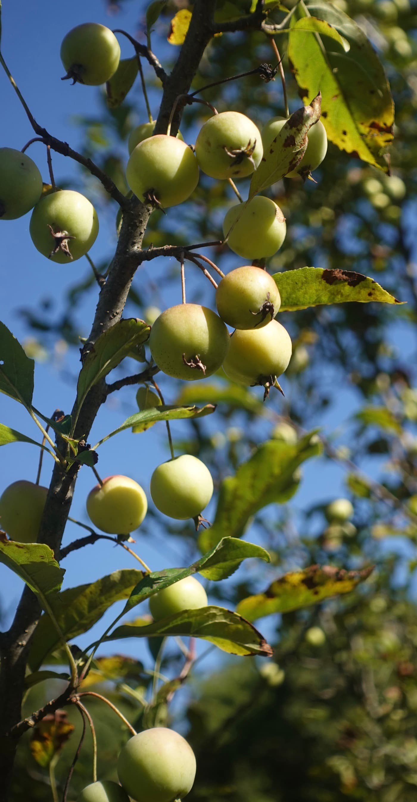 Green cider apples growing on a branch