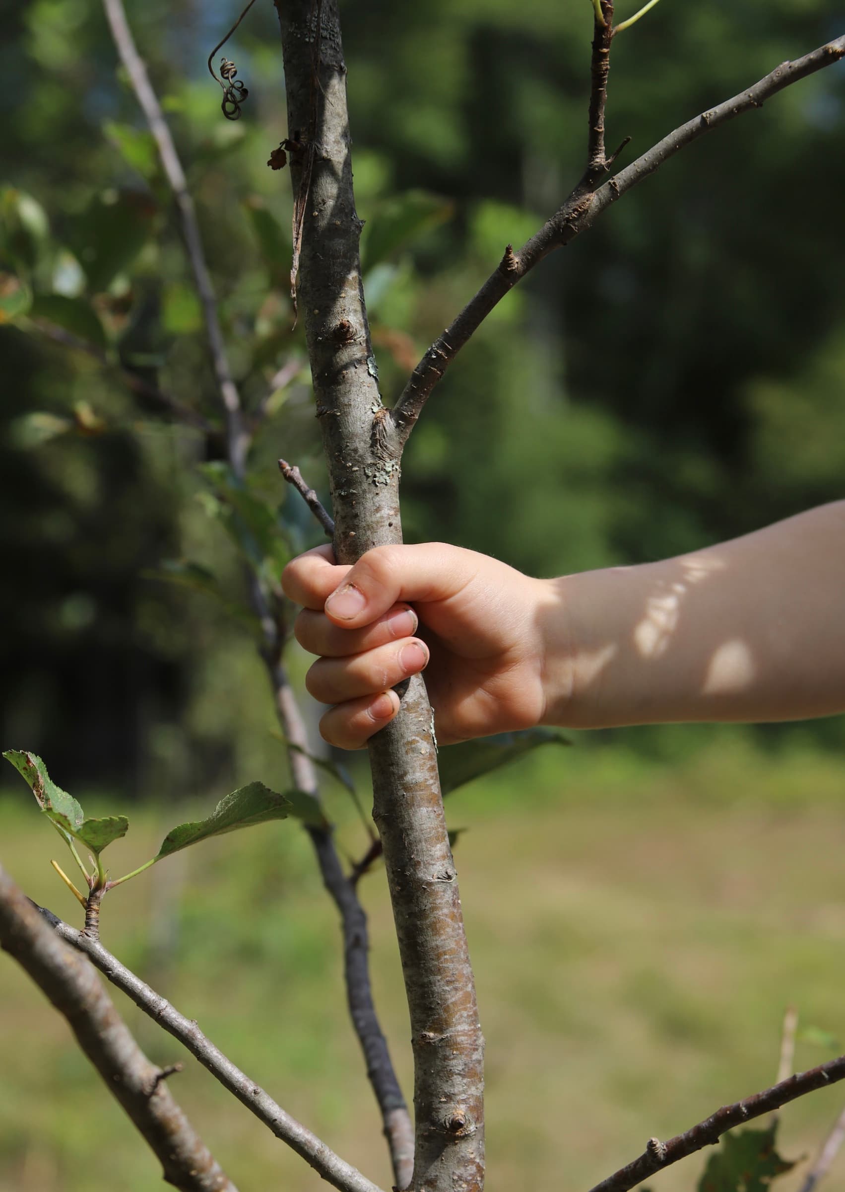 A child's hand holding the trunk of a young orchard tree